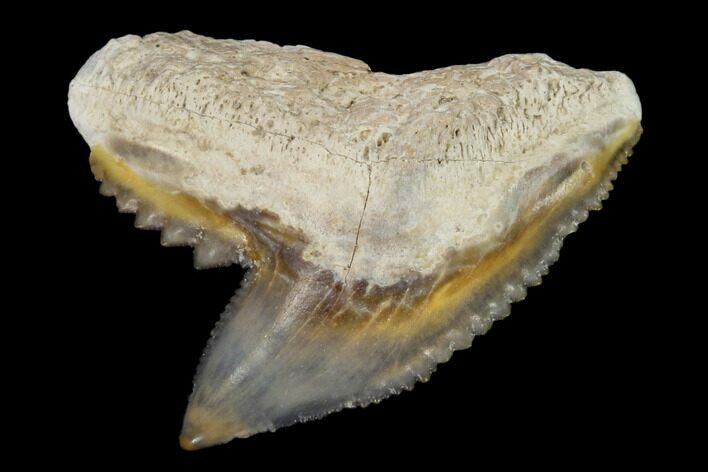 Fossil Tiger Shark Tooth - Bone Valley, Florida #122574